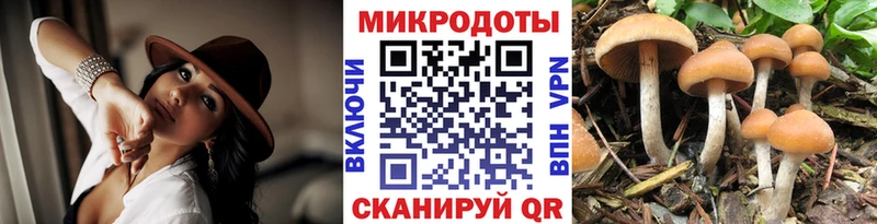 Псилоцибиновые грибы Cubensis  Зубцов 